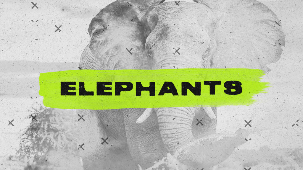 Elephants HD Title Slide